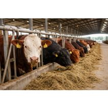 Bikák és húsmarha tenyésztés gépei, eszközei